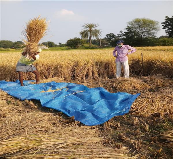 Warangal Urban District                                                                                                                                                                                                                                    - Crop Cutting Expts.,                                                                                                                                   - PMFBY-CCE IN DHARMASAGAR MANDAL                                                                                                                                                                                                                                 - dt.14/11/2019          